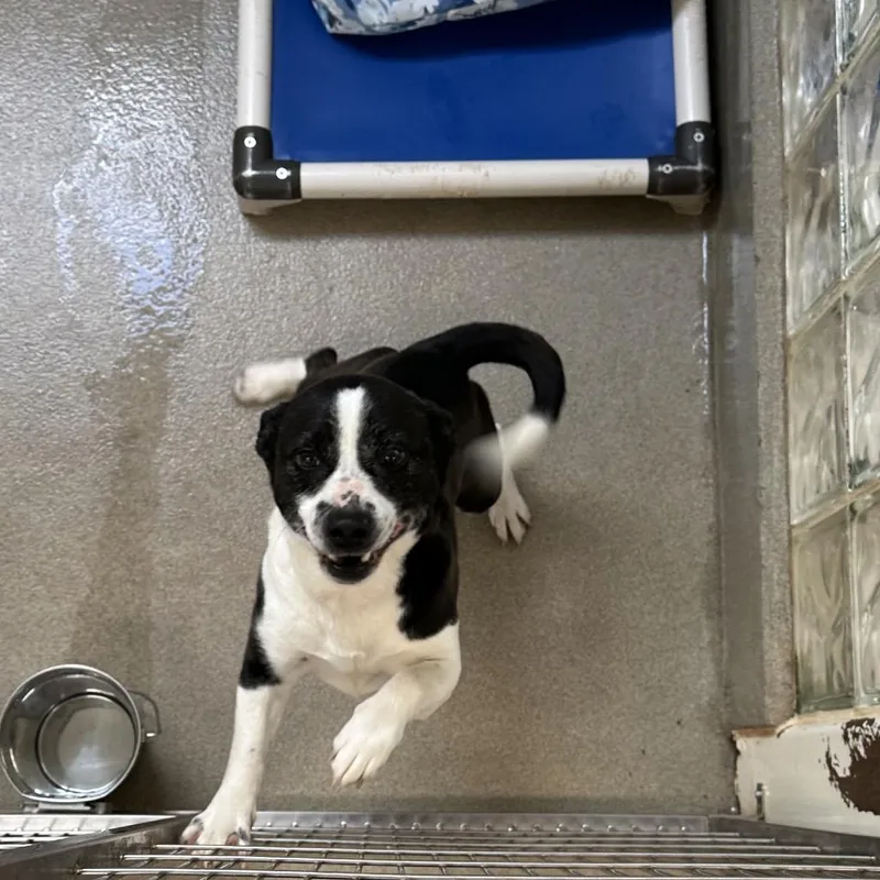 An adult small-sized male Black Pit Bull Terrier dog named Kovu for adoption in Lynchburg, VA