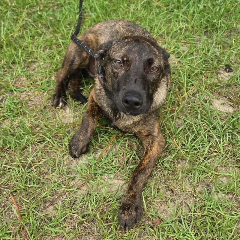 A baby medium-sized female Brindle Labrador Retriever dog named Kya for adoption in Foley, AL