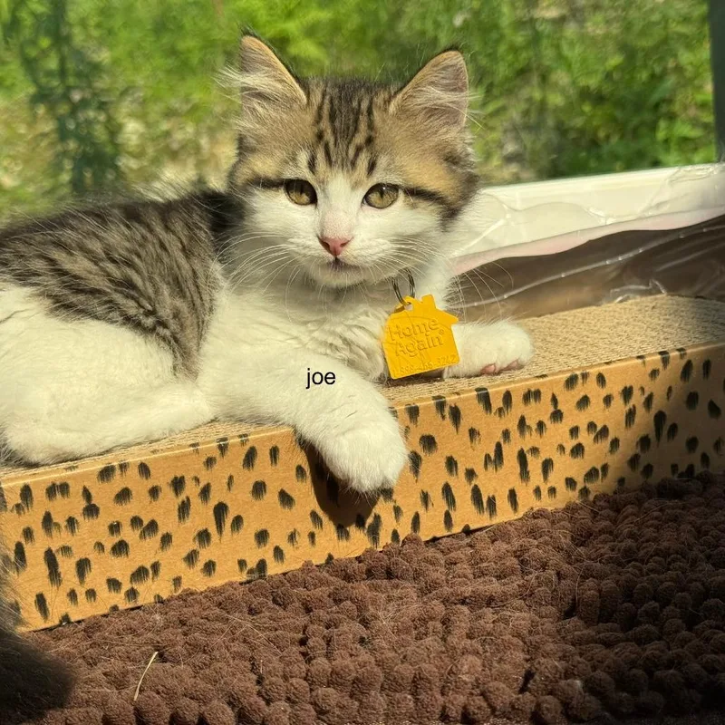 A baby small-sized male Brown / Chocolate Domestic Long Hair cat named Joe for adoption in Springfield, MA