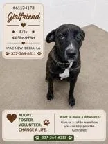 A young medium-sized female Brindle Mixed Breed dog named Girlfriend for adoption in New Iberia, LA