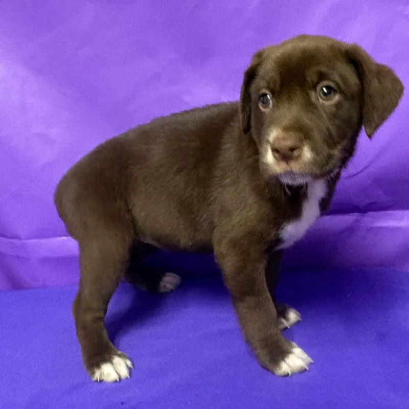A baby large-sized female Brown / Chocolate Yellow Labrador Retriever dog named Romi for adoption in North Myrtle Beach, SC