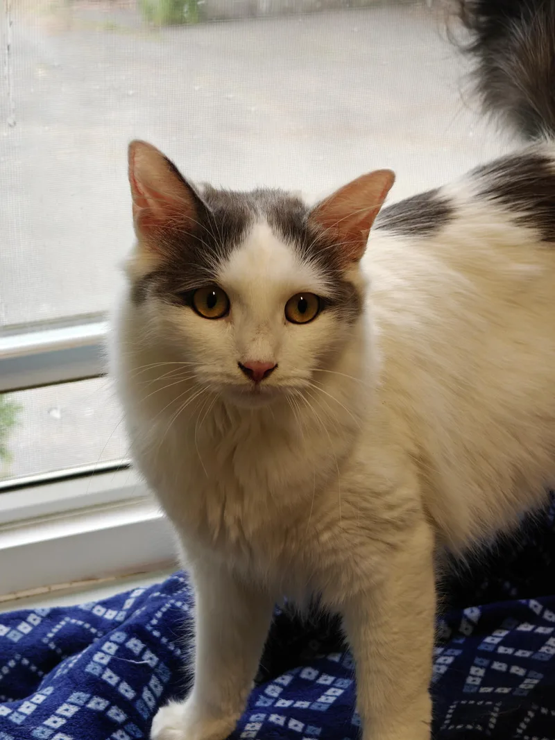 A young medium-sized female Gray & White Domestic Medium Hair cat named Cutie Pie for adoption in New Britain, CT