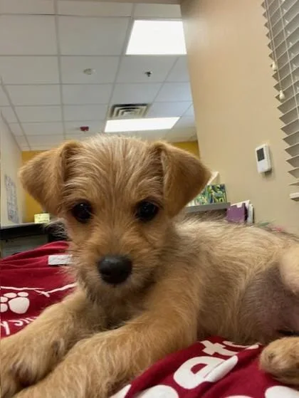 A young small-sized male Yorkshire Terrier dog named Vinny for adoption in Kansas City, MO