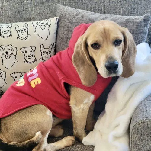 Little Benny thumbnail 2