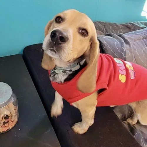 Little Benny thumbnail 4