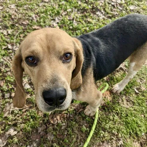 Little Benny thumbnail 5