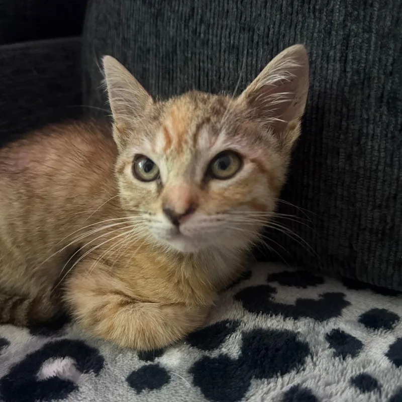 Penny