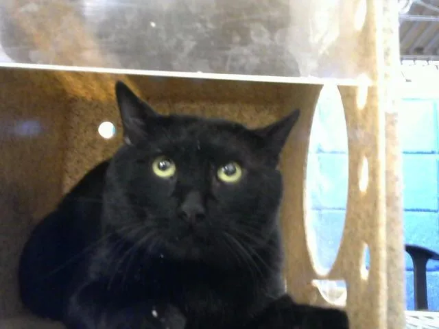 A young medium-sized male Domestic Short Hair cat named Rum for adoption in Albuquerque, NM