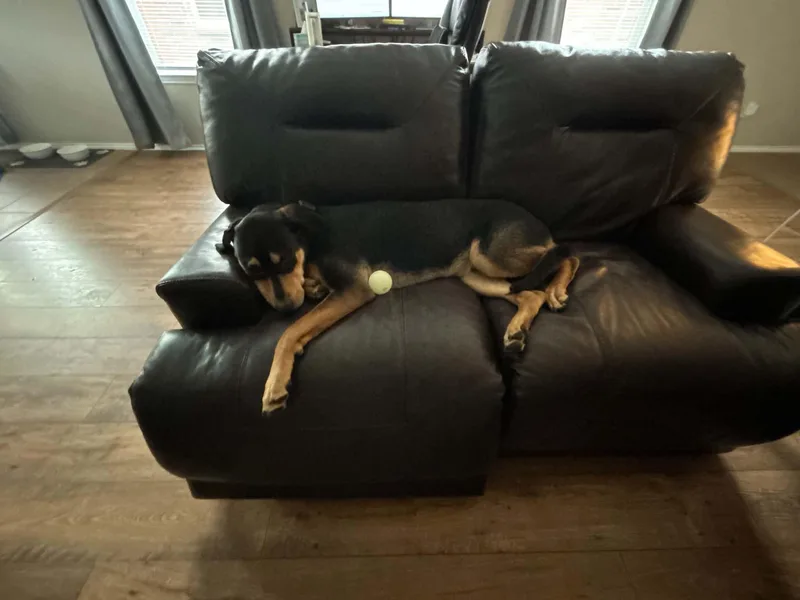 A young large-sized male Rottweiler dog named Moose J for adoption in Dallas, TX