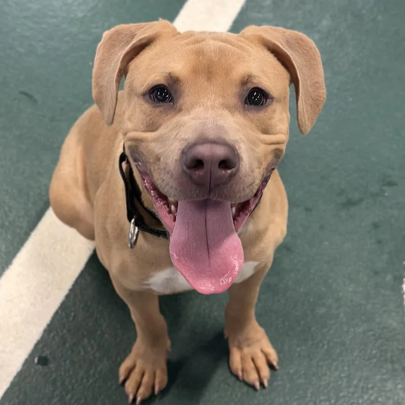 A young medium-sized male Yellow / Tan / Blond / Fawn Mixed Breed dog named Noodle for adoption in Hinsdale, IL