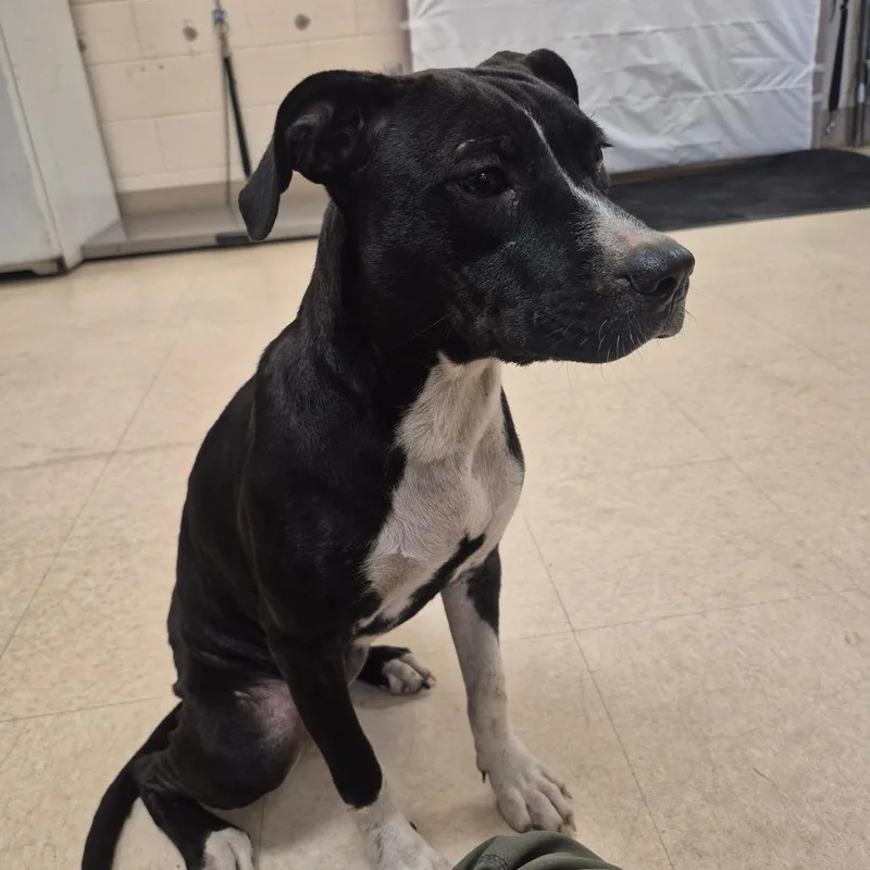 A young medium-sized female Black Mixed Breed dog named SCFLStray__ for adoption in Lake Panasoffkee, FL