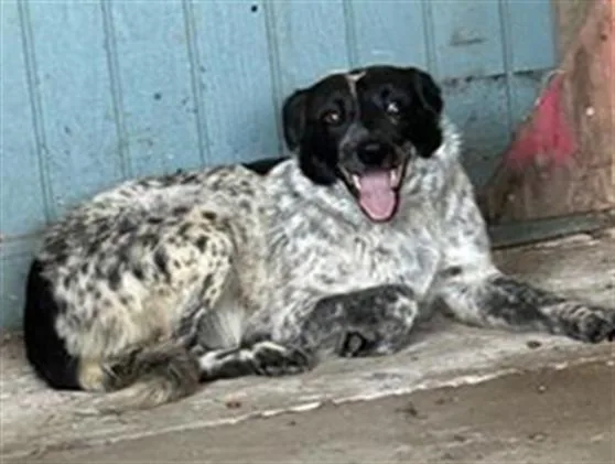 A young medium-sized female Australian Cattle Dog / Blue Heeler dog named Pepper for adoption in San Martin, CA