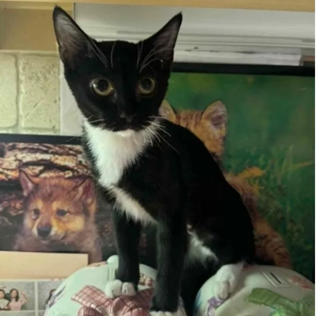 A baby medium-sized female Black & White / Tuxedo Tuxedo cat named Annie for adoption in Warr Acres, OK