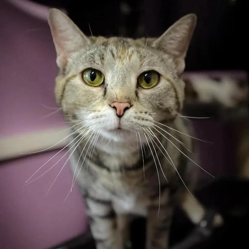 An adult small-sized female Brown / Chocolate Domestic Short Hair cat named Cleopatra for adoption in Shelbyville, IN