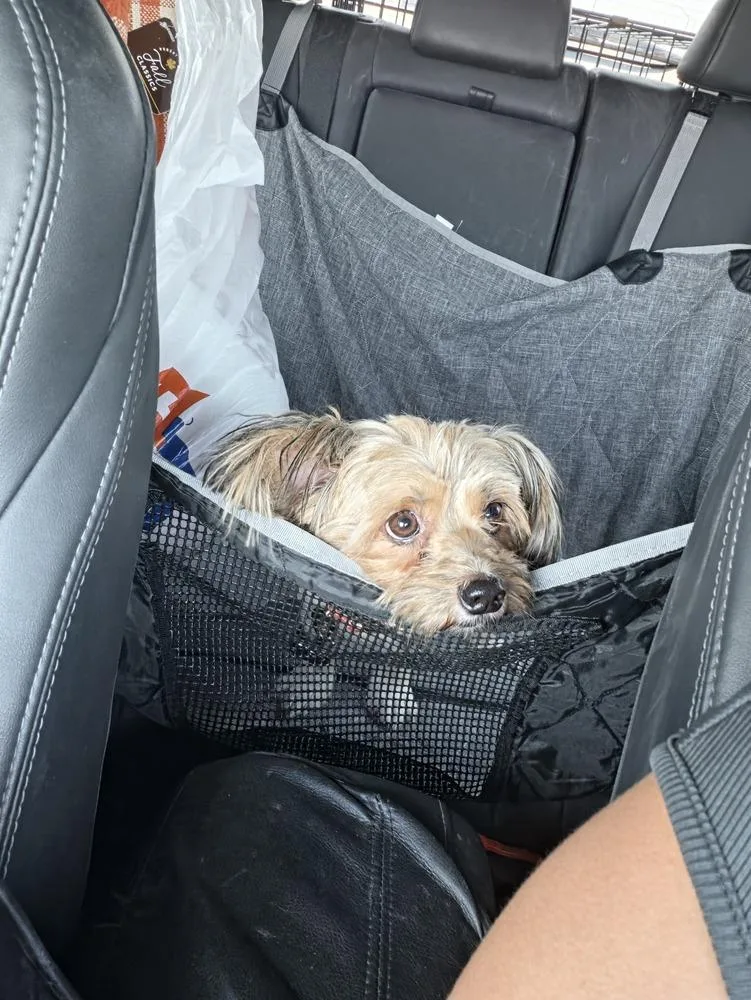 An adult small-sized female Tricolor (Brown, Black, & White) Yorkshire Terrier dog named Bella for adoption in Albuquerque, NM
