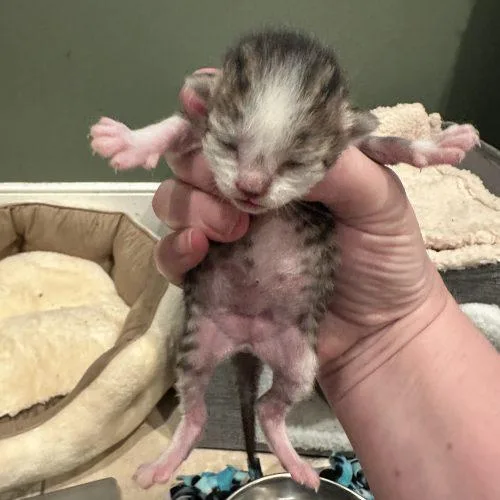 A baby small-sized female White Domestic Short Hair cat named Chicken Nugget for adoption in Tipp City, OH