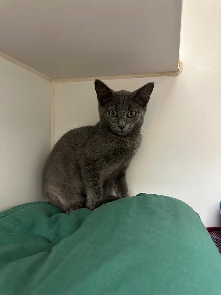 A baby medium-sized female Domestic Short Hair cat named Rain for adoption in Johnson City, TN
