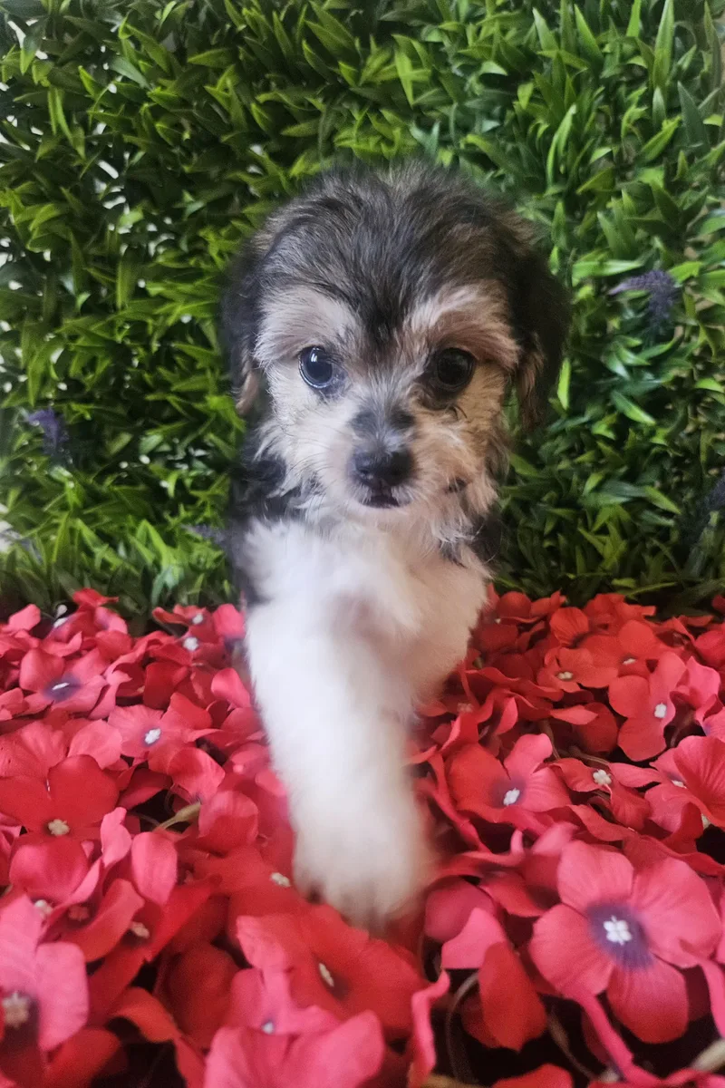 Toto