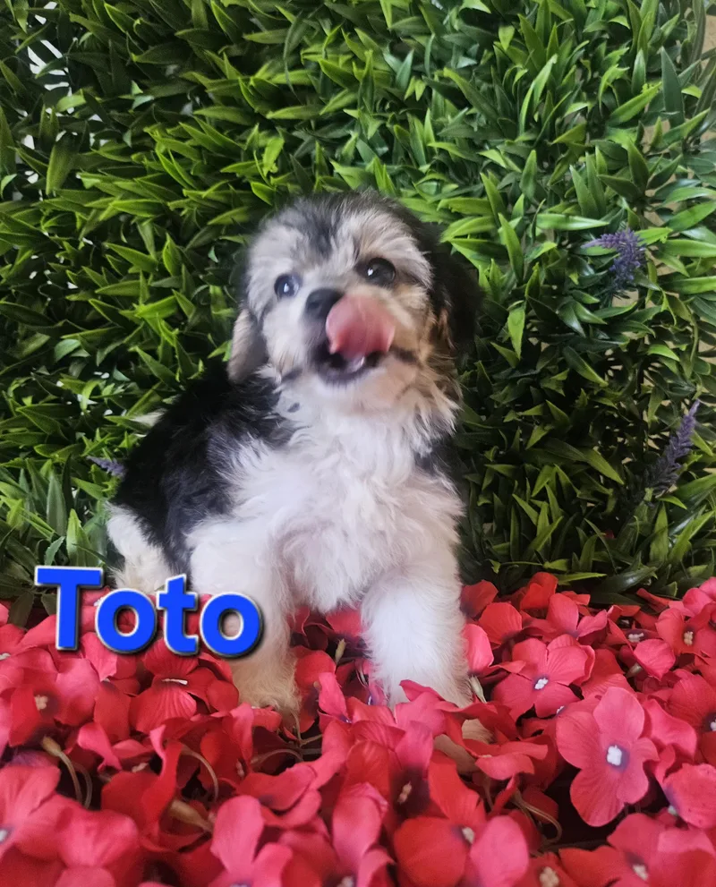 Toto thumbnail 4