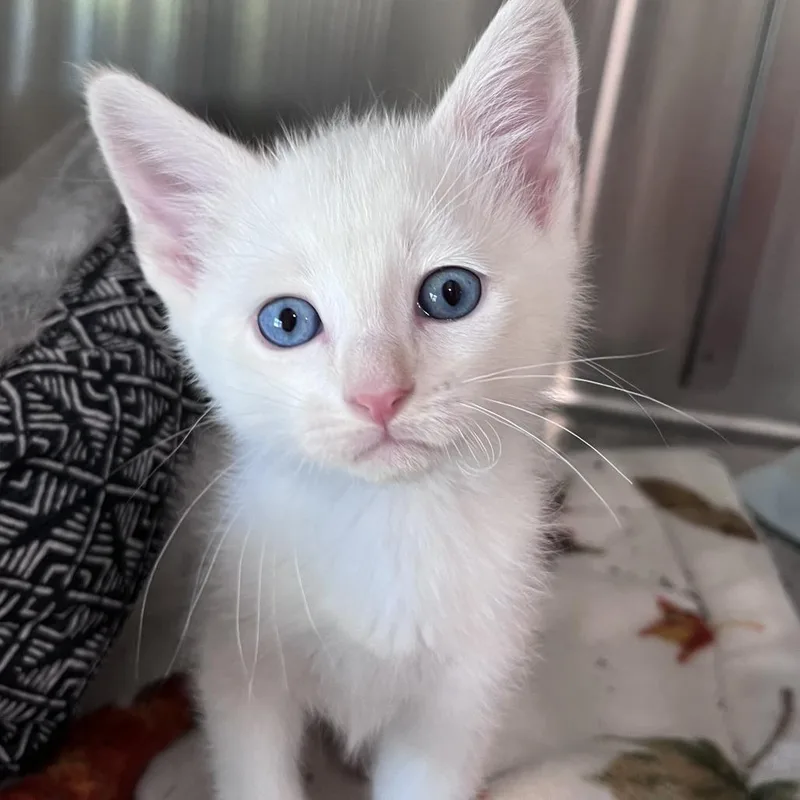 A baby small-sized male White Domestic Short Hair cat named Zebra Cake for adoption in Washburn, MO
