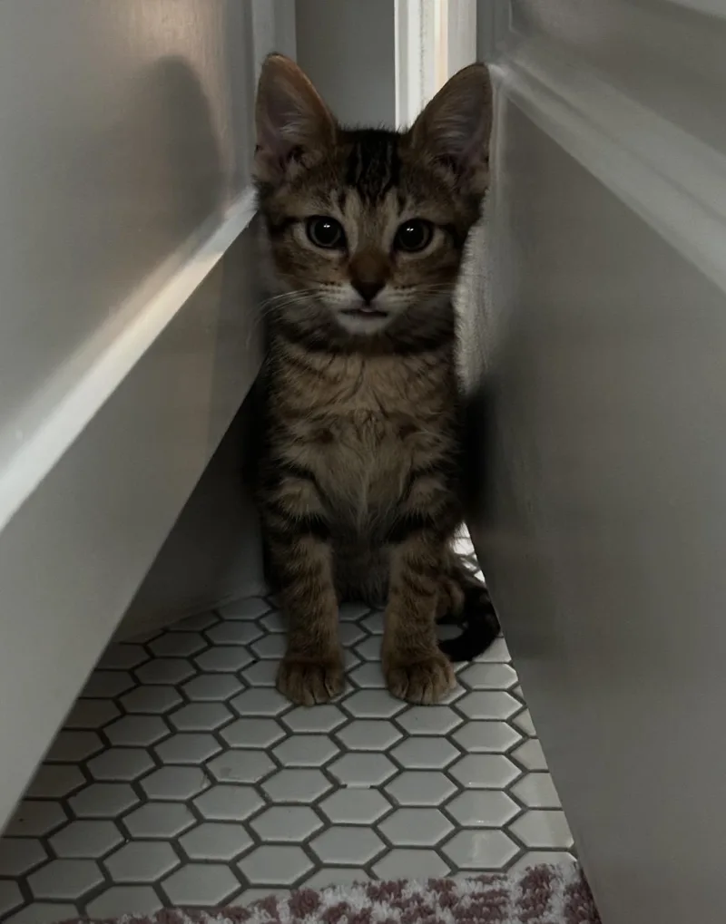 A young small-sized female Tabby (Tiger Striped) American Shorthair cat named Selene for adoption in Houston, TX