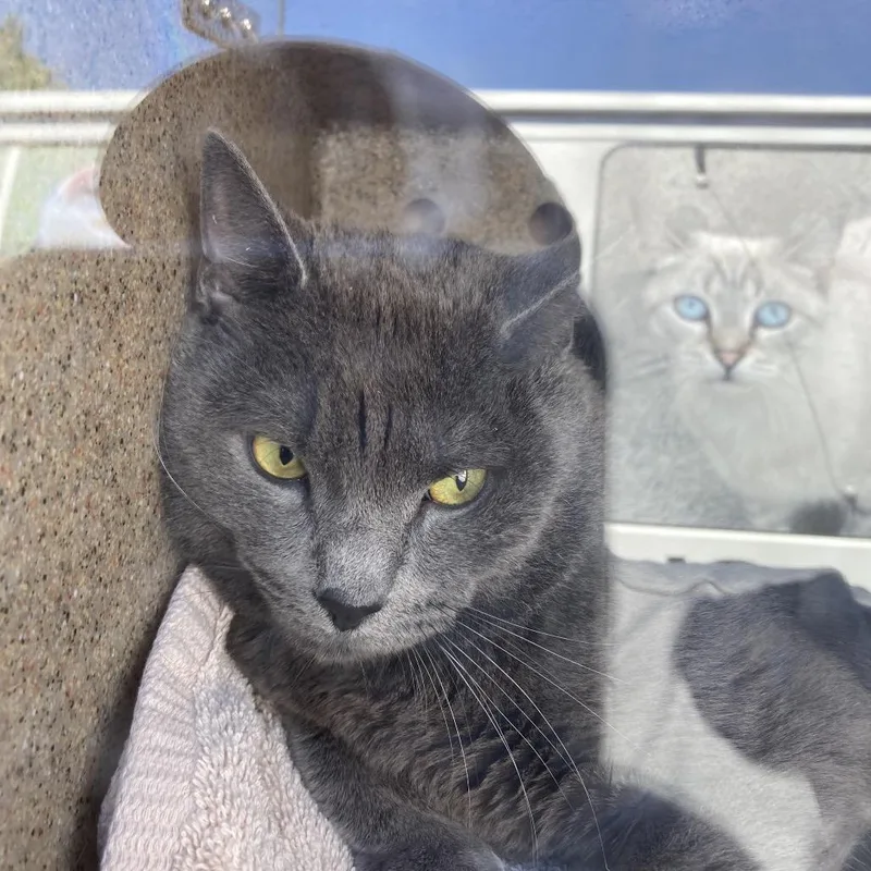 An adult medium-sized male Gray / Blue / Silver Domestic Short Hair cat named Teresa for adoption in Philadelphia, PA