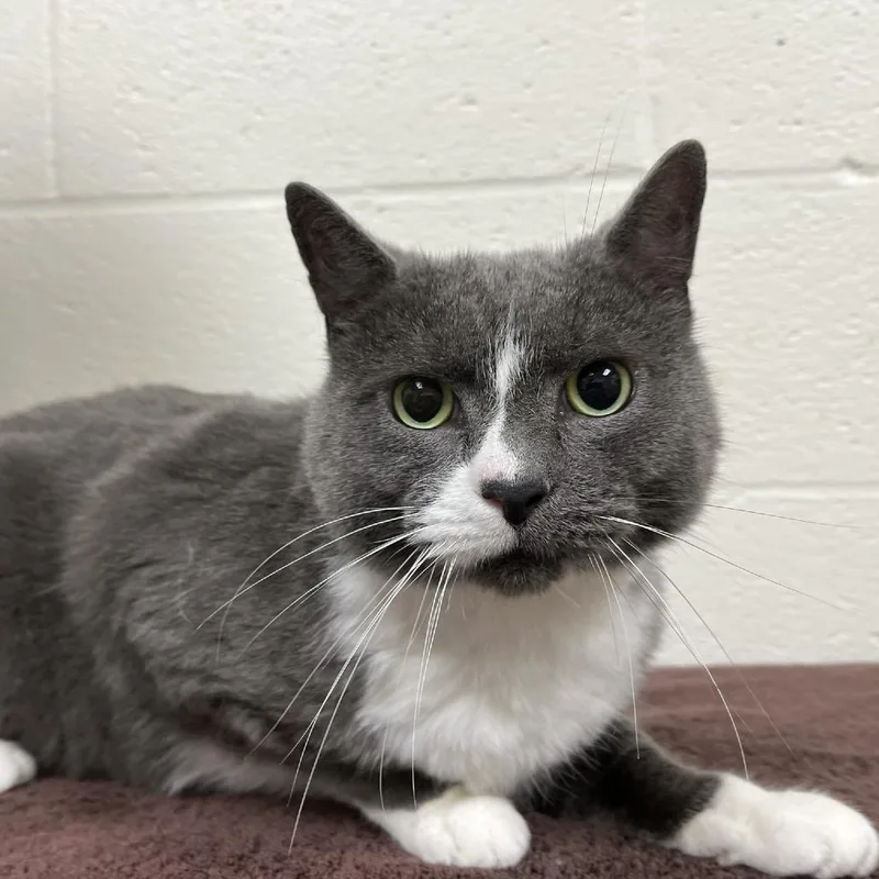 An adult large-sized male Gray / Blue / Silver Domestic Short Hair cat named Bubs for adoption in Verona, VA