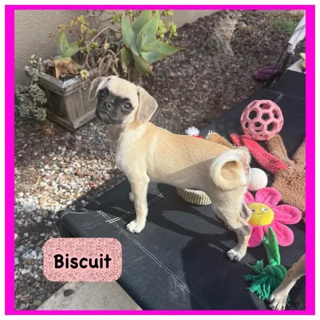 A baby small-sized female Pug dog named Biscuit for adoption in Capistrano Beach, CA