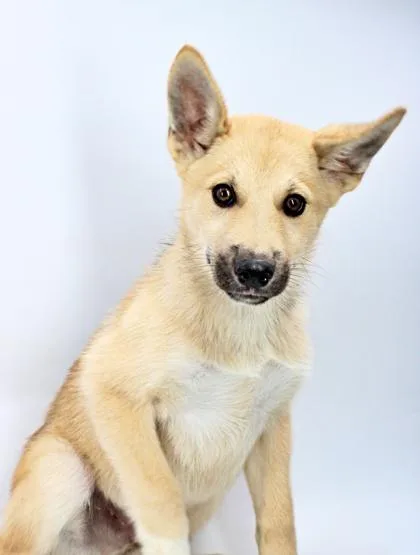 A baby large-sized male Siberian Husky dog named Gunner for adoption in Morton Grove, IL