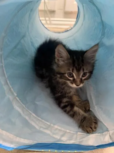 A baby medium-sized male Black Domestic Medium Hair cat named Hershey for adoption in Liverpool, TX
