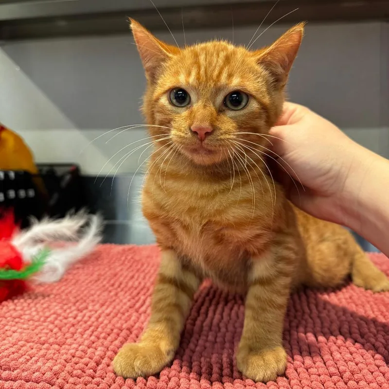 A baby small-sized male Orange / Red Domestic Short Hair cat named Brunson for adoption in San Gabriel, CA