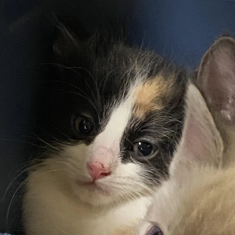 A baby small-sized female Domestic Short Hair cat named Birdo for adoption in Reno, NV