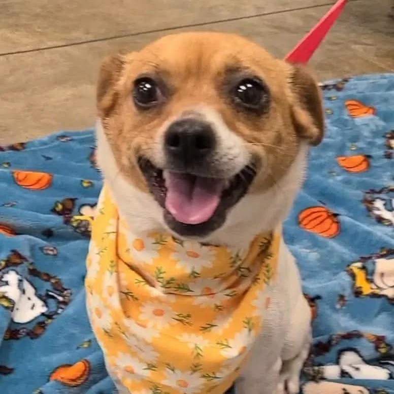 An adult small-sized female Brown / Chocolate Beagle dog named Daisey for adoption in Bessemer, AL