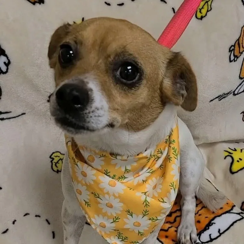 Daisey thumbnail 3