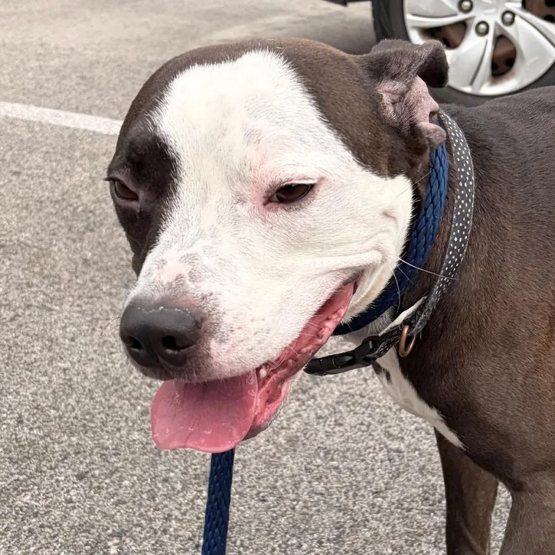 An adult medium-sized male Black Mixed Breed dog named Prince Bobby for adoption in Philadelphia, PA