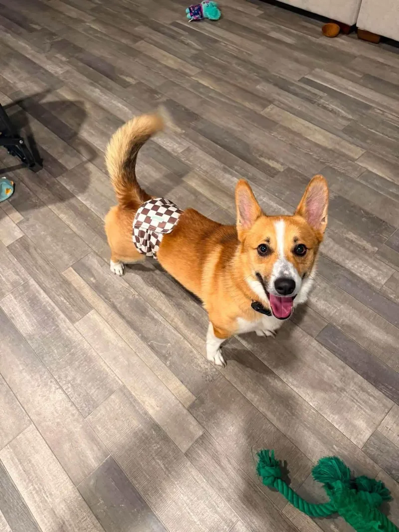 Cheddar