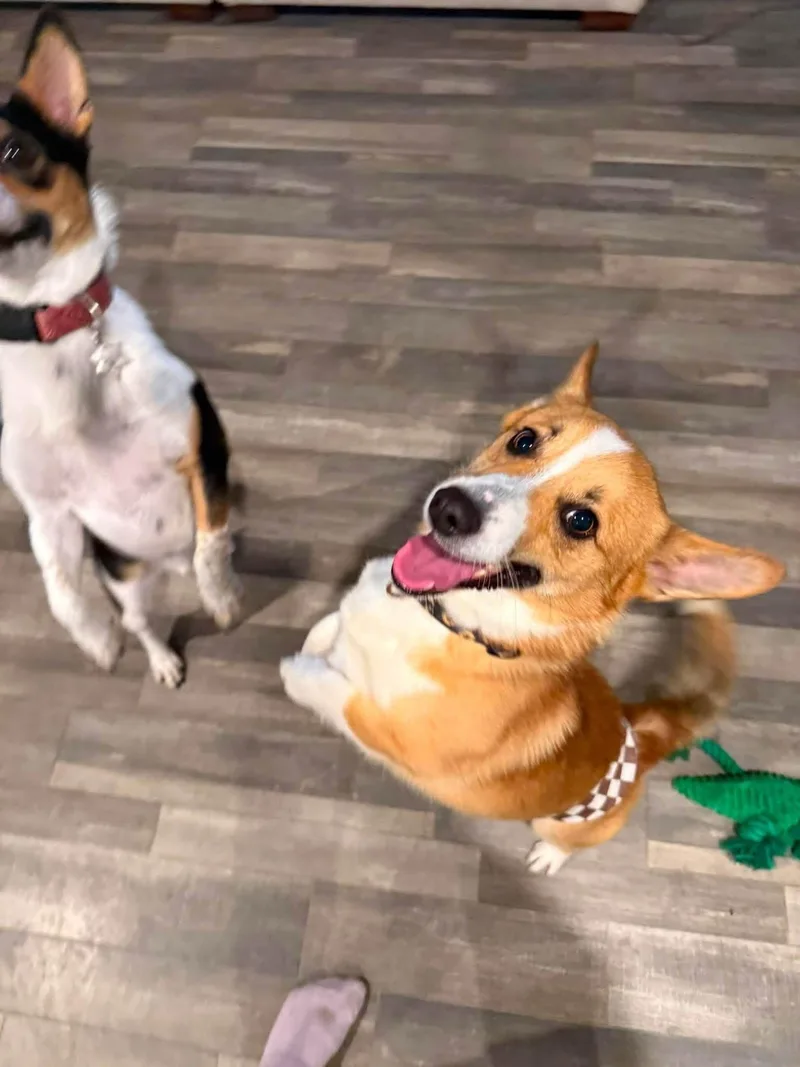 Cheddar thumbnail 3