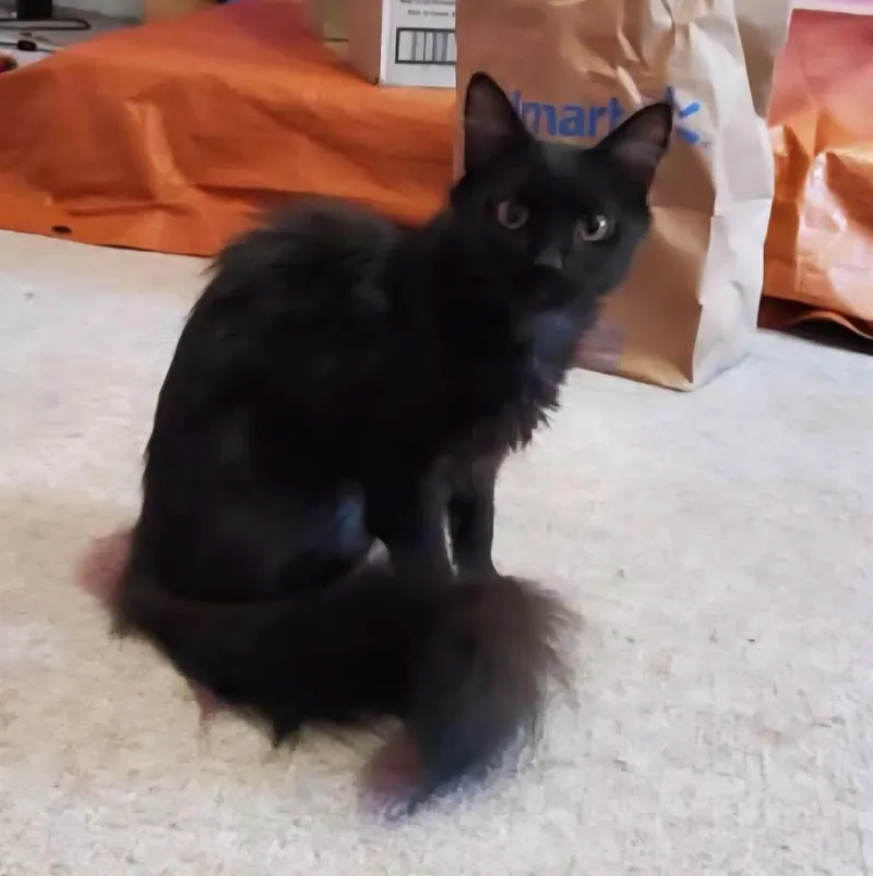 A young medium-sized female Domestic Long Hair cat named Emmy Lou for adoption in Brainardsville, NY