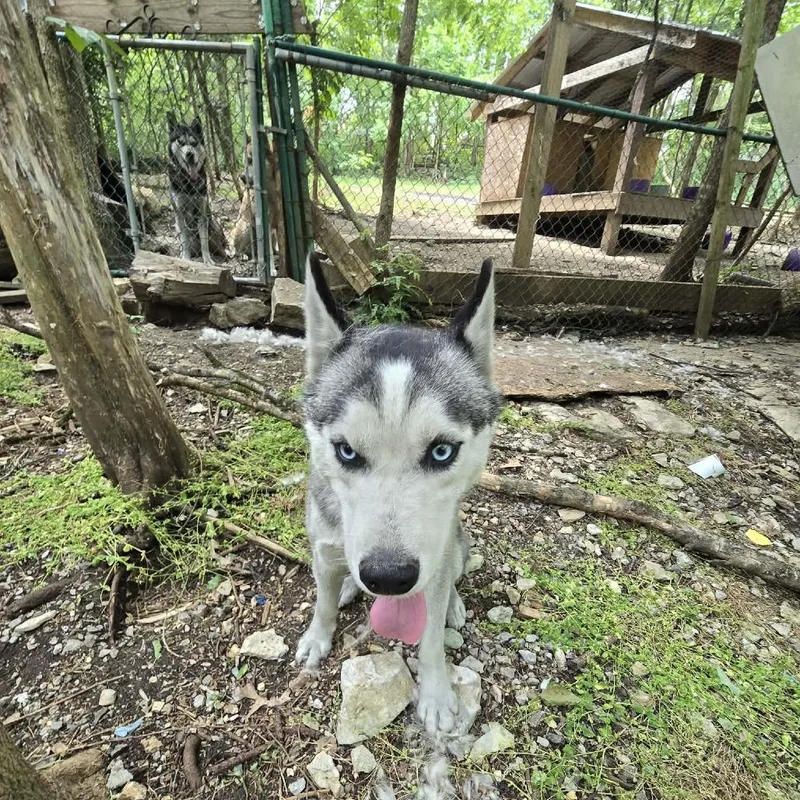 A young medium-sized male Husky dog named Solovino for adoption in Zuni, VA