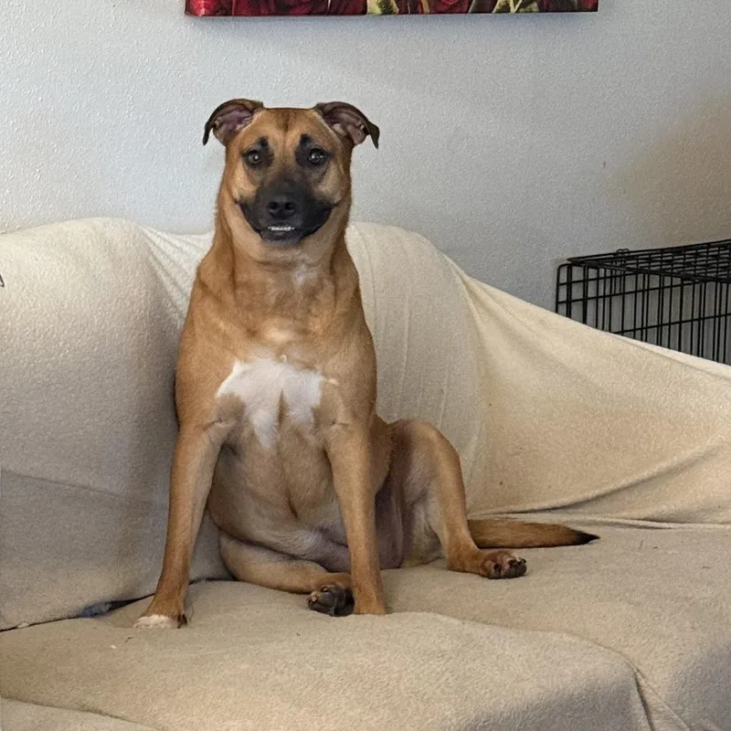 An adult small-sized female Belgian Shepherd / Malinois dog named Courtesy Listing Lady for adoption in Tuscaloosa, AL