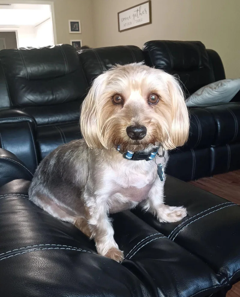 An adult small-sized female Lhasa Apso dog named Maggie for adoption in Sanford, FL