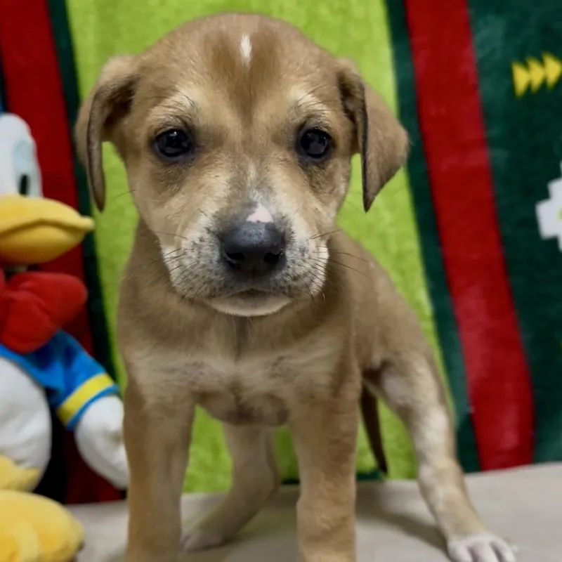 A young medium-sized female Yellow / Tan / Blond / Fawn Treeing Walker Coonhound dog named FRIDAY AKA Tulip for adoption in LOXAHATCHEE, FL