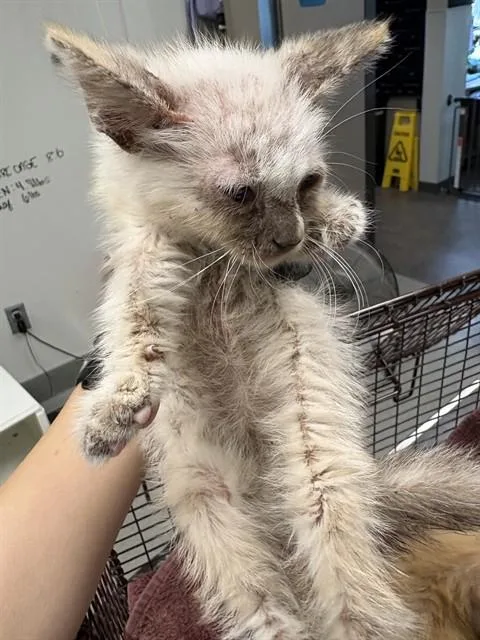 A baby small-sized female Domestic Short Hair cat named Lulu for adoption in Ontario, CA