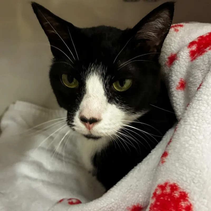 An adult large-sized male Black Domestic Short Hair cat named Stinky for adoption in Redwood City, CA