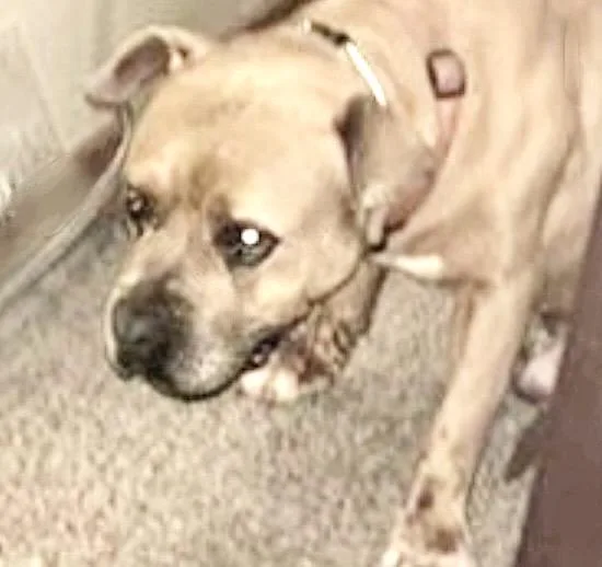 An adult large-sized male Pit Bull Terrier dog named A for adoption in Houston, TX