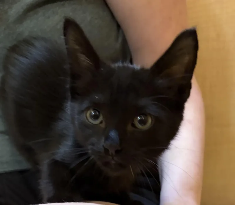 A baby medium-sized female Black Domestic Short Hair cat named Lucky Charm for adoption in Austin, TX