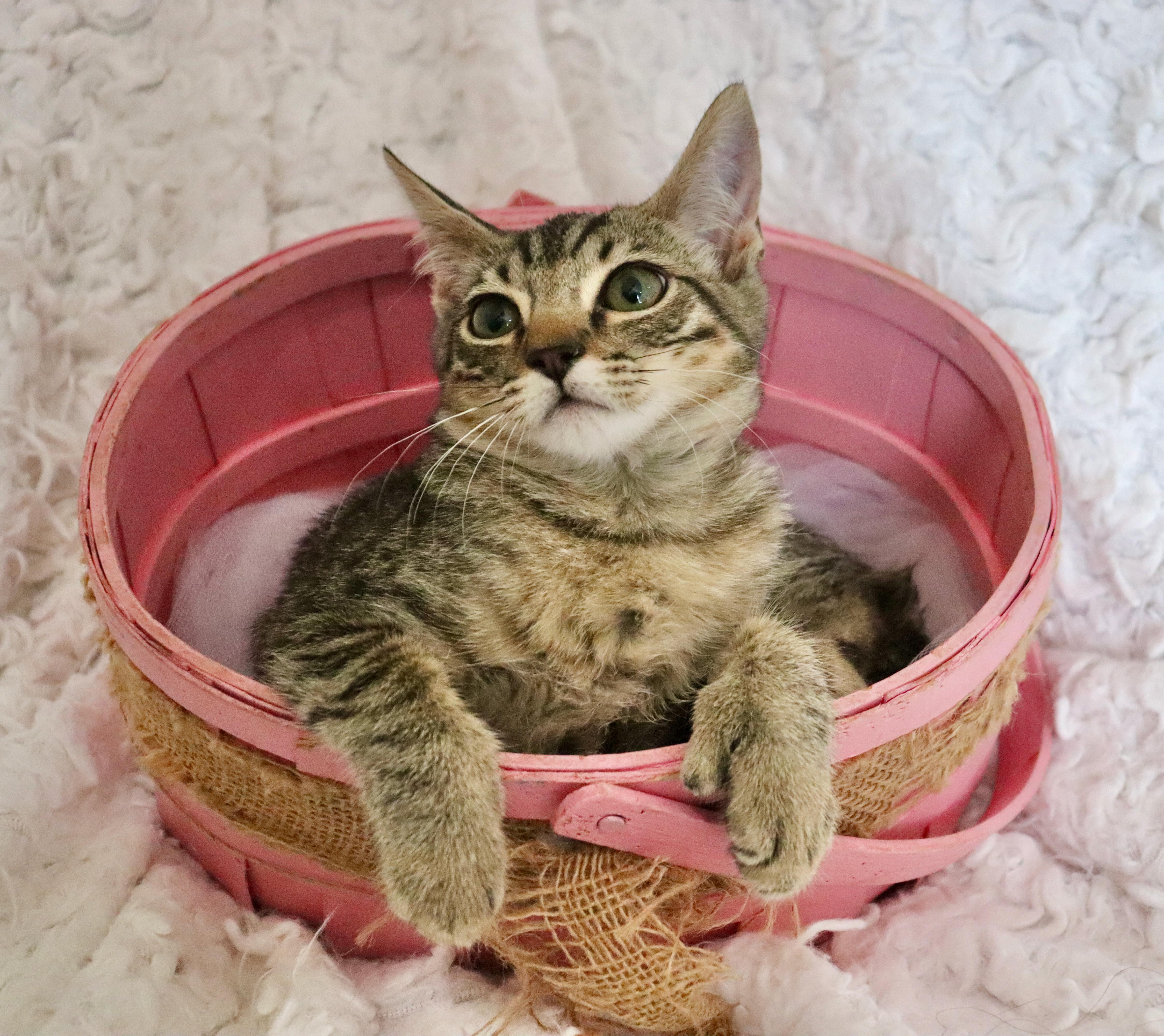 A baby medium-sized female Tabby (Buff / Tan / Fawn) Extra-Toes Cat / Hemingway Polydactyl cat named Mary for adoption in Saint Augustine, FL