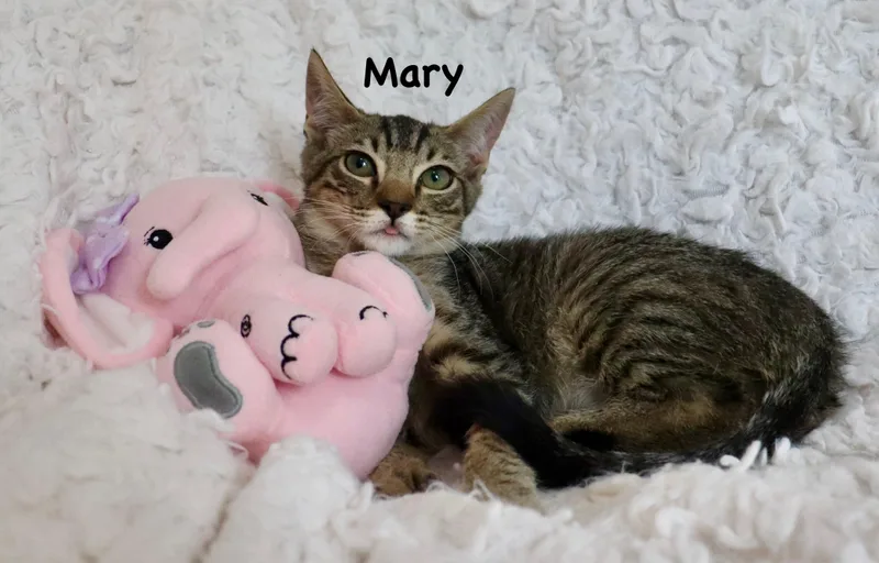 Mary thumbnail 6