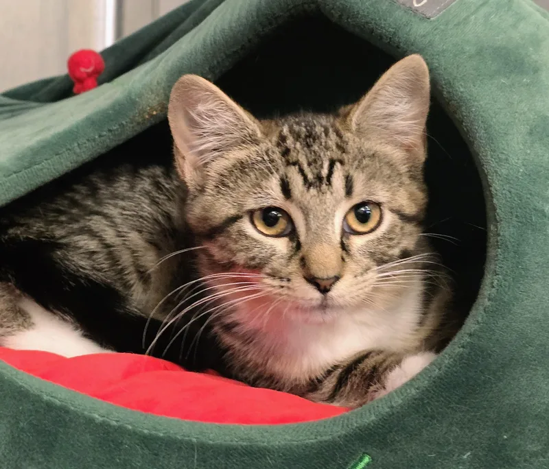 A baby medium-sized female Tabby (Brown / Chocolate) Domestic Short Hair cat named Eve for adoption in Amityville, NY