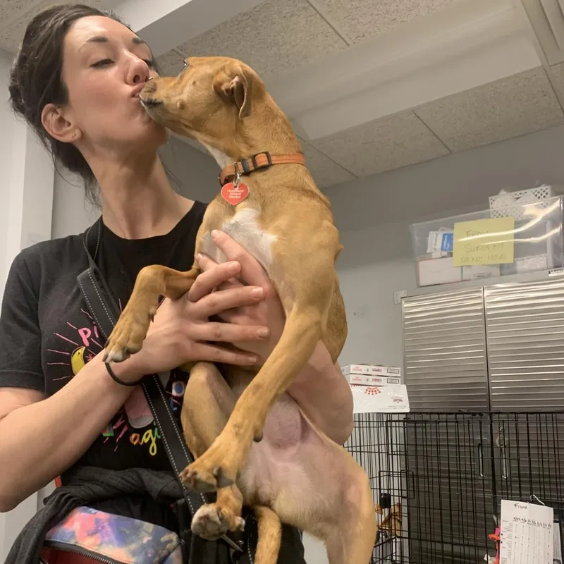 An adult small-sized female Red / Chestnut / Orange Mixed Breed dog named Rue for adoption in Wheeling, IL